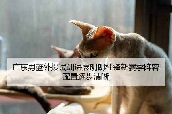 广东男篮外援试训进展明朗杜锋新赛季阵容配置逐步清晰